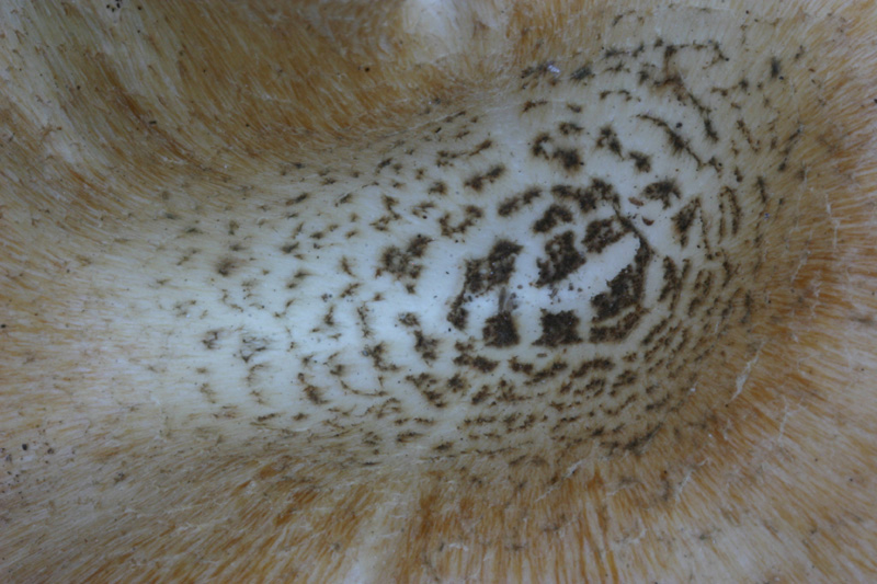 Quiz facilissimo (Lentinus tigrinus)